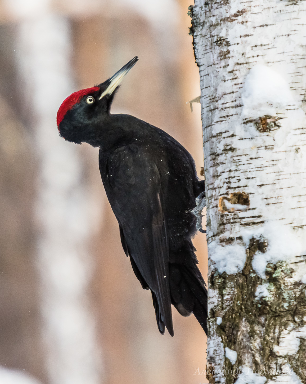 Pica-pau-preto (Dryocopus martius) · BioDiversity4All