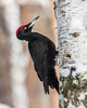 Black Woodpecker - Photo (c) Александр, some rights reserved (CC BY-NC-SA), uploaded by Александр