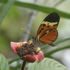 Heliconius numata