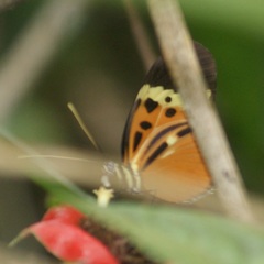 Heliconius numata