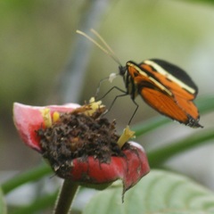 Heliconius numata