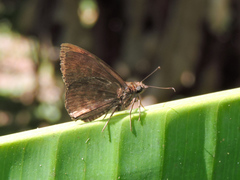 Pellicia dimidiata dimidiata