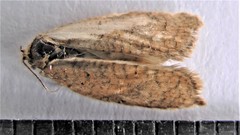 Acleris rhombana