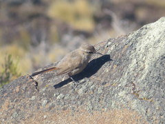 Ochetorhynchus phoenicurus