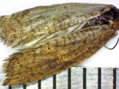 Acleris rhombana