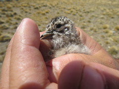 Thinocorus rumicivorus