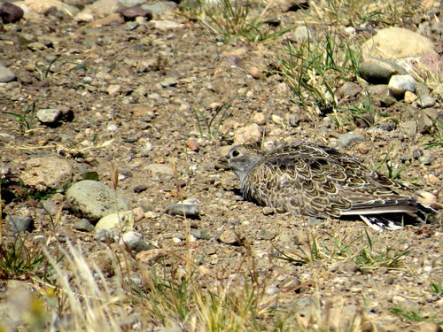 Least Seedsnipe (Thinocorus rumicivorus)