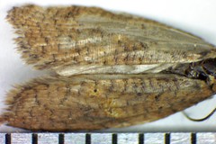 Acleris rhombana