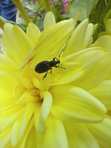 Black Vine Weevil, Anna Paulowna, NL-NH, NL, photo 7 of 10