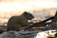 Callosciurus erythraeus
