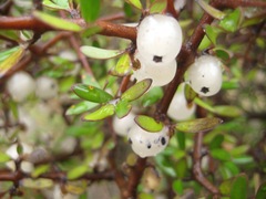 Coprosma propinqua propinqua