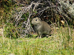 Microcavia australis