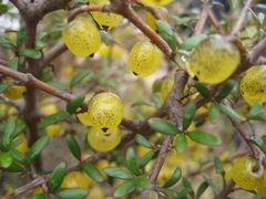 Coprosma propinqua propinqua