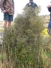 Coprosma propinqua propinqua