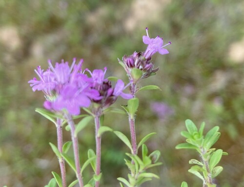 Serpolet (Thymus serpyllum) — photo 3