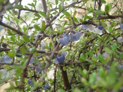 Coprosma propinqua propinqua