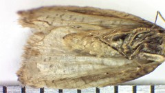 Acleris rhombana