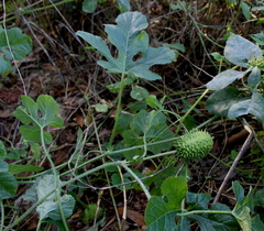 Cucumis anguria