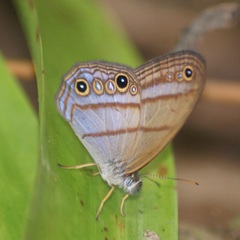 Amiga arnaca