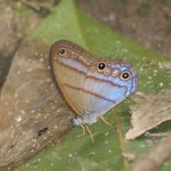 Amiga arnaca