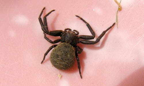 Xysticus acerbus