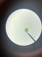 Micrasterias truncata