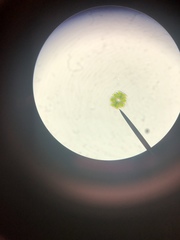 Micrasterias truncata