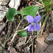Northern Woodland Violet - Photo (c) Charlie Hohn, some rights reserved (CC BY), uploaded by Charlie Hohn