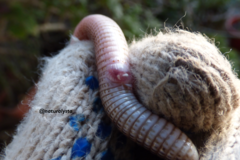 Amphisbaena darwinii