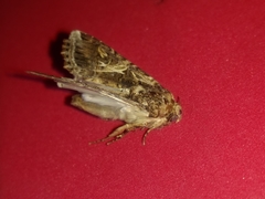 Spodoptera ornithogalli
