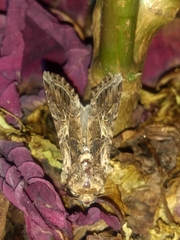 Spodoptera ornithogalli