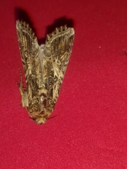 Spodoptera ornithogalli