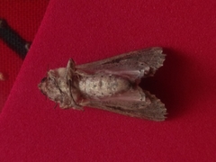 Spodoptera ornithogalli