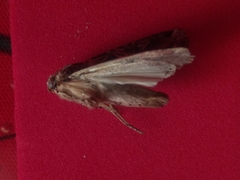 Spodoptera ornithogalli