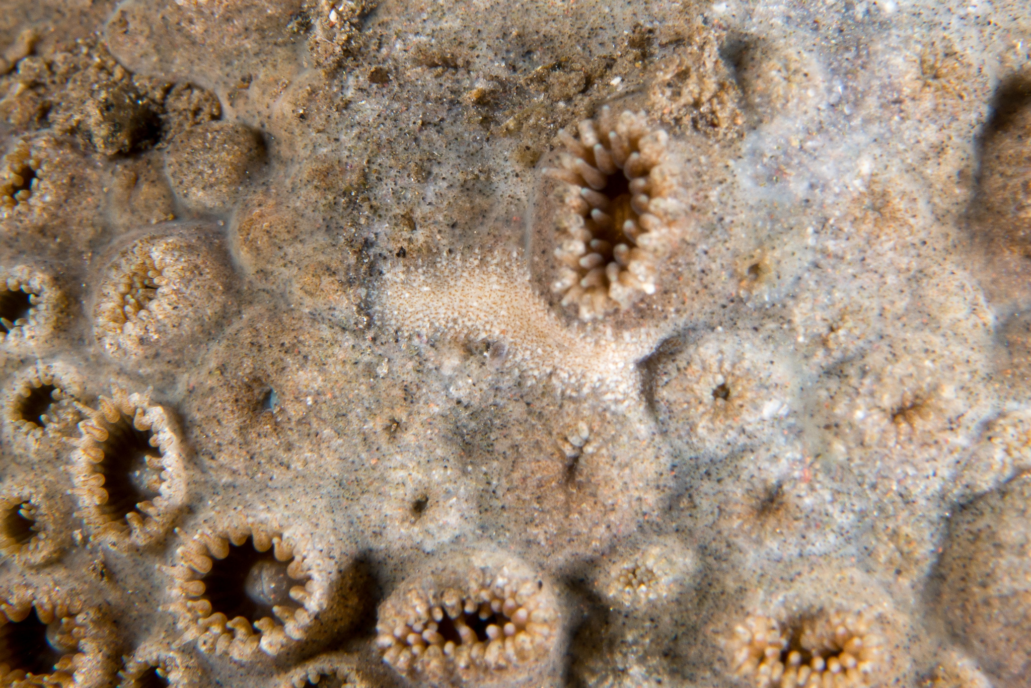 蘭森蓑海牛(鼻涕) Aeolidiopsis ransoni