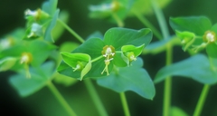 Euphorbia kraussiana