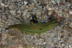 Tambja affinis