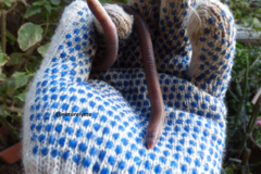 Amphisbaena darwinii