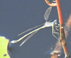 Lestes tridens