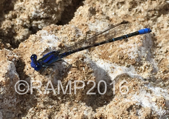 Argia alberta