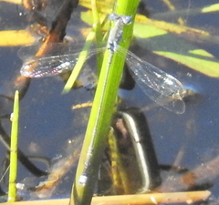 Lestes tridens