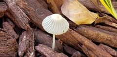 Setulosi