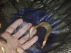 Macrognathus siamensis