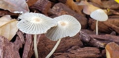 Setulosi