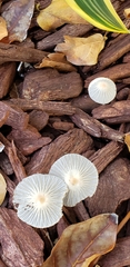 Setulosi