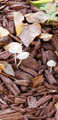 Setulosi
