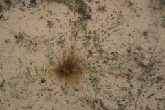 Bulbostylis ciliatifolia