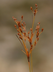 Bulbostylis ciliatifolia