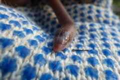 Amphisbaena darwinii