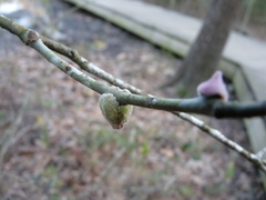 Callirhytis quercusventricosa